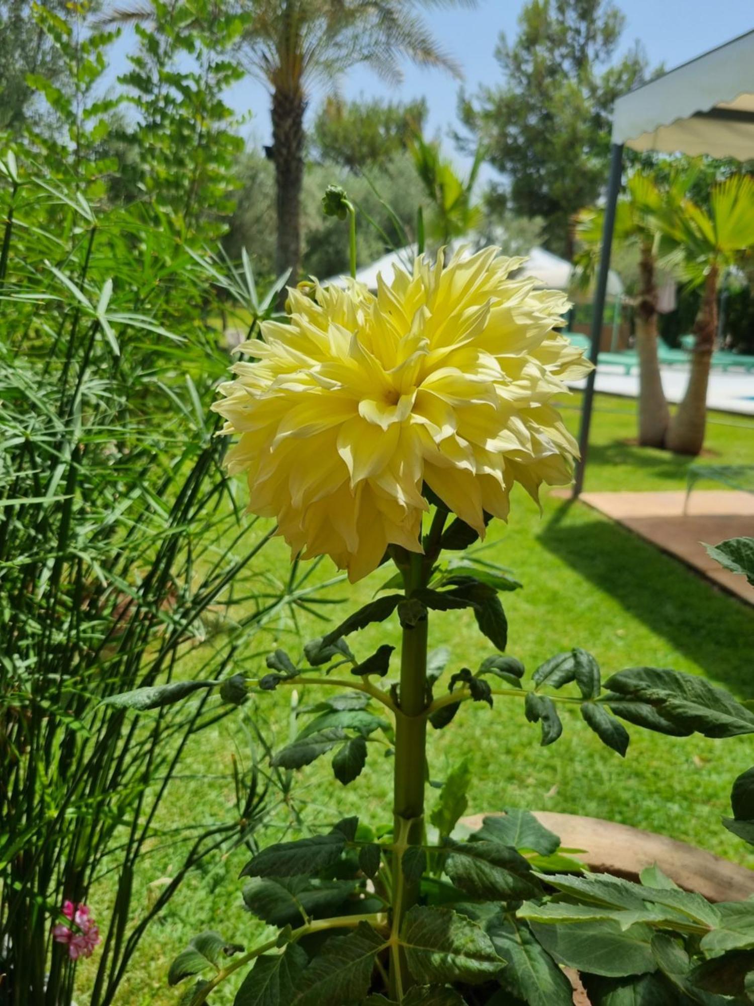 Riad Les Deux Citronniers Marrakesh Ruang foto